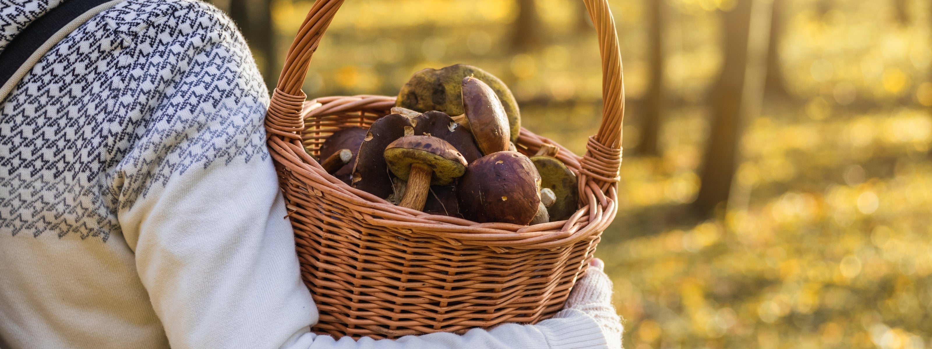 3 Treasures of the Mushroom World