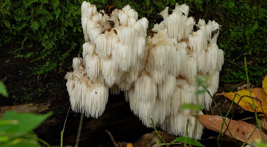 Lion's Mane