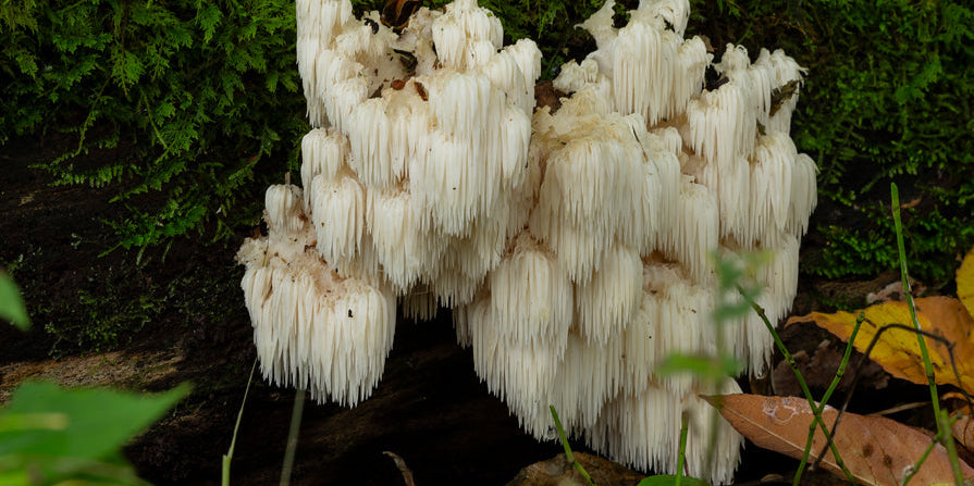 Lion's Mane